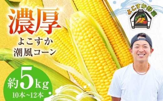 【先行予約】【数量限定100セット】よこすか潮風コーン 10本～12本 計約5kg トウモロコシ とうもろこし 産地直送 甘さ コーン おやつ BBQ バター焼き 野菜 農園 濃厚 横須賀【井上農園】 [AKDJ002]