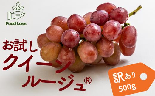 TK20-25A ぶどう クインルージュ®家庭用 500g以上 ／2025年9月中旬～配送予定 // 稀少 新品種 長野県 南信州 松川町産 高糖度 葡萄 クインルージュ® 甘い 種なし 皮ごと 訳あり お試し