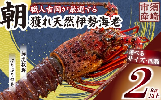 【伊勢海老】 朝どれ天然伊勢海老2kg以上