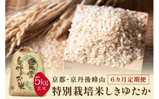 【6ヶ月定期便】2026年産 京都・京丹後峰山 特別栽培米しきゆたか 5kg 【玄米】　MF00066