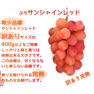 【2026年先行予約】サンシャインレッドとシャインマスカット　美味しい訳あり計1kg詰め合わせ【配送不可地域：離島】【1694812】