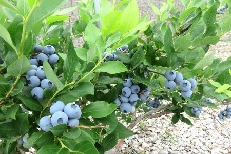 びえいハスカップファーム　ﾊｽｶｯﾌﾟｼﾞｬﾑとﾌﾞﾙｰﾍﾞﾘｰｼﾞｬﾑ、ﾊｽｶｯﾌﾟｿｰｽのセット[012-73]