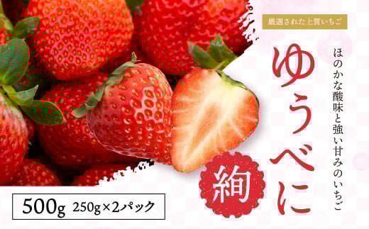 絢音ベリー農園 絢 いちご ゆうべに 500g （250g× 2パック）  熊本県産 フルーツ ギフト 厳選 イチゴ 苺 果物 【2025年12月上旬～2026年2月下旬迄発送予定】