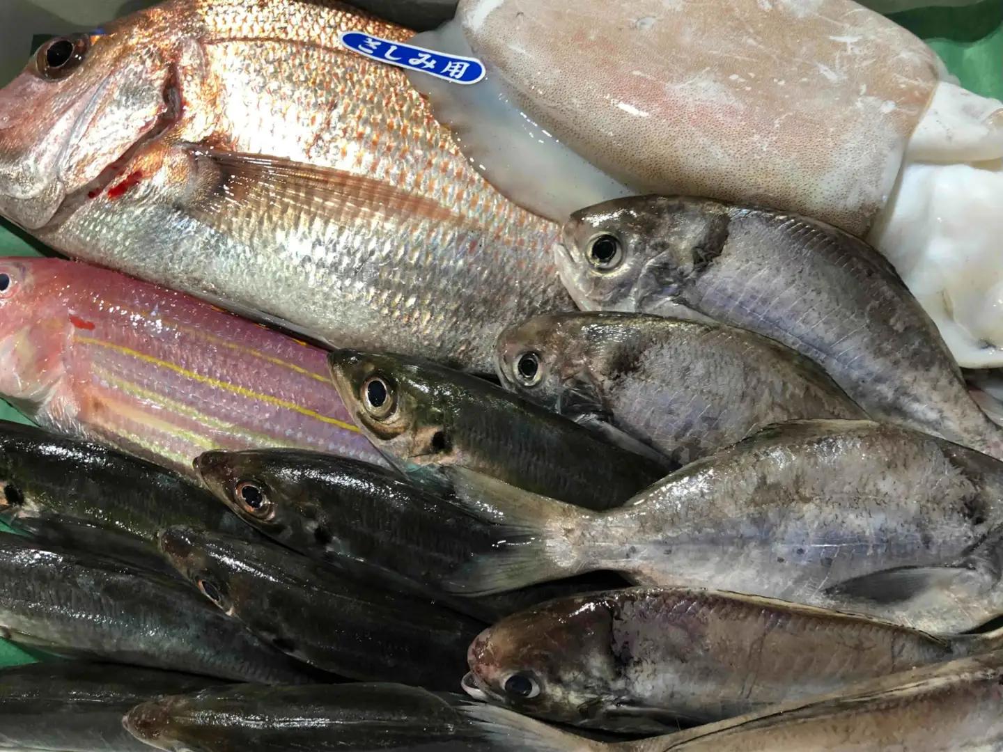 竹中水産の八幡浜発!「朝獲れデイリー鮮魚BOX」1.5kg【C22-277】【配送不可地域：離島・北海道・沖縄県】【1298414】 YWTM094