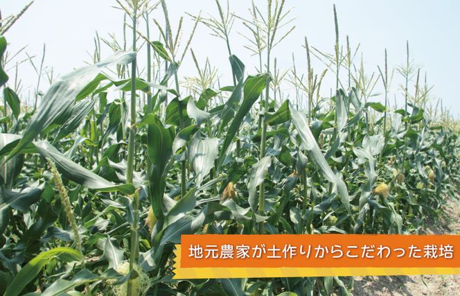 【先行予約】秋収穫！ゴールドラッシュ 7本セット とうもろこし 【大阪 泉佐野 大阪府 泉佐野市】