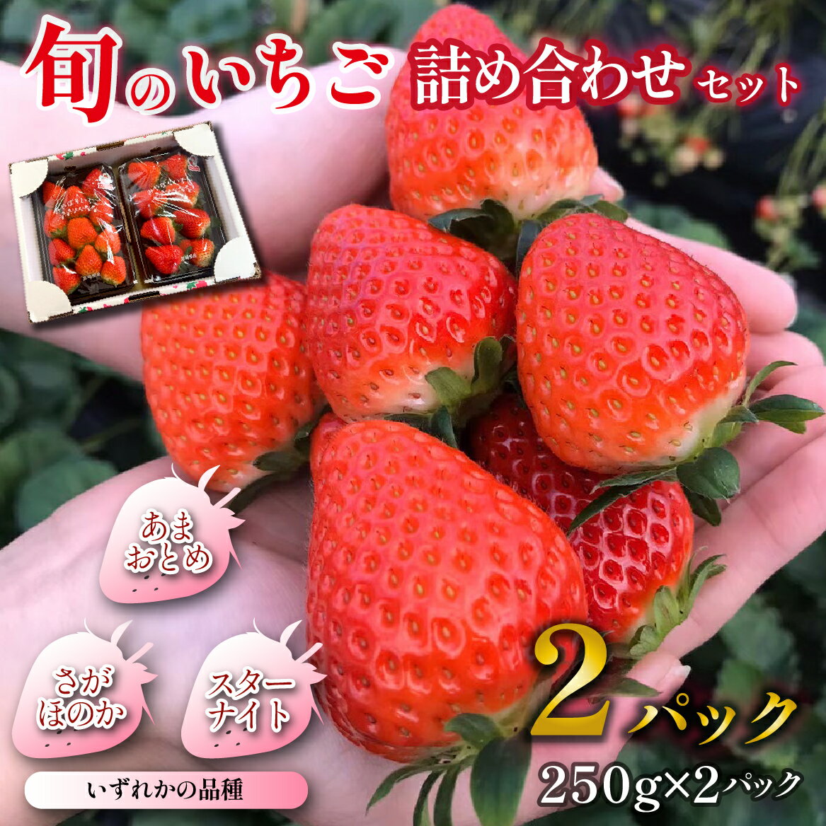 【ふるさと納税】小林市産 朝摘み新鮮いちご 詰め合わせ （250g×2パック）あまおとめ さがほのか スターナイト 苺 イチゴ 大粒 フルーツ 産地直送 贈答用 限定 ふるさと 人気 おすすめ 贈答 ギフト お裾分け プレゼント 宮崎県 小林市 送料無料