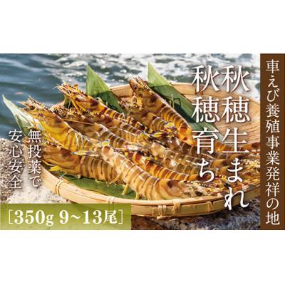 ふるさと納税 山口市 旭水産活き車海老(あいおえび)350g(9〜13尾)【養殖】 D247