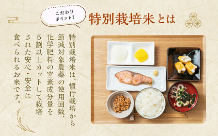 【精米即日発送】【令和7年産米】新潟県村上市桃川産 特別栽培米 新之助 8kg　AB4037