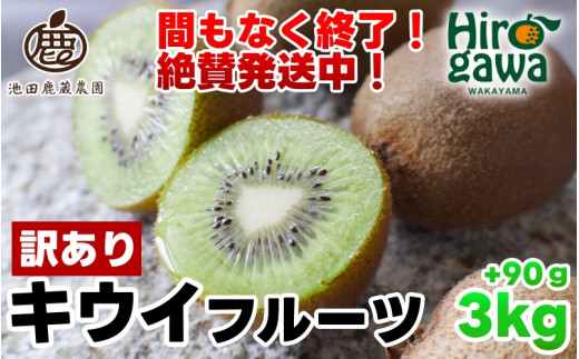 キウイ 家庭用 3kg+90g（傷み補償分） / キウイフルーツ 国産 訳あり 訳アリ わけあり ヘルシー ダイエット フルーツ 果物 和歌山 すぐ届く  ※11月中旬～6月中旬に順次発送 ※北海道・沖縄・離島への配送不可【ikd505-c-3A】