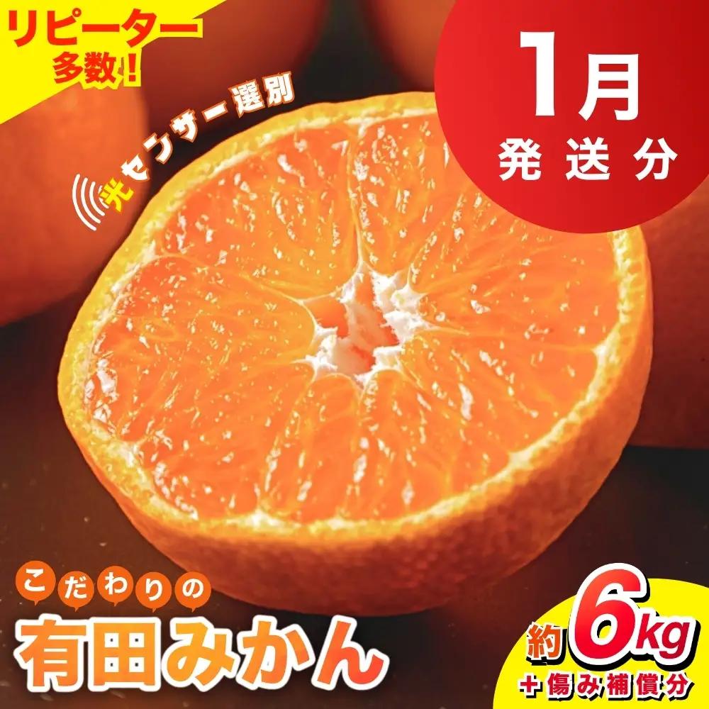 【2027年1月発送予約分】＼光センサー選別／ 【農家直送】【家庭用】こだわりの有田みかん 約6kg＋250g(傷み補償分) 先行予約 有機質肥料100% サイズ混合 【1月発送】みかん ミカン 有田みかん 温州みかん 柑橘 有田 和歌山 ※北海道・沖縄・離島配送不可 【nuk102-01A】