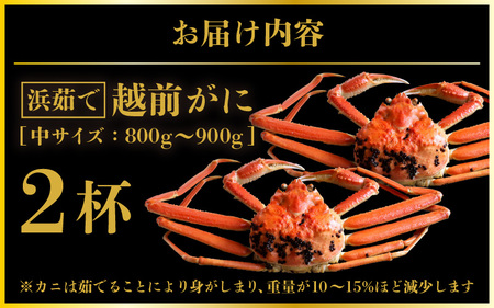 越前がに本場の越前町からお届け！越前がに浜茹で中サイズ（生で約800g～900g）×2杯【12月発送】 [e57-x004_12] 越前町 雄 ズワイガニ ボイル 冷蔵 越前がに 越前ガニ 越前かに 