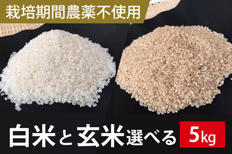 
                  ★栽培期間農薬不使用★茨城県産 こしひかり 5kg(白米または玄米)｜米 お米 こめ こしひかり コシヒカリ 令和7年産 R7年産 新米 白米 玄米 選べる 農薬不使用 茨城県 行方市(BI-59-1)
                