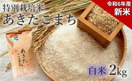 新米 米 お米 【白米】特別栽培米 あきたこまち 2kg 秋田県産 令和6年産