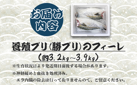 「勝ブリ」のフィーレ約3.2kg～3.9kg 【先行予約】 - ﾌﾞﾘ ﾌﾞﾘ ﾌﾞﾘ ﾌﾞﾘ ﾌﾞﾘ ﾌﾞﾘ ﾌﾞﾘ ﾌﾞﾘ ﾌﾞﾘ ﾌﾞﾘ ﾌﾞﾘ ﾌﾞﾘ ﾌﾞﾘ ﾌﾞﾘ ﾌﾞﾘ ﾌﾞﾘ ﾌﾞﾘ 