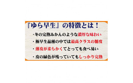 濃厚な味わい ご家庭用 ゆら早生みかん約7kg　サイズ混合【10月上旬より発送】希少品種《有機質肥料100％》※2026年10月上旬～11月より順次発送予定【nuk002F】