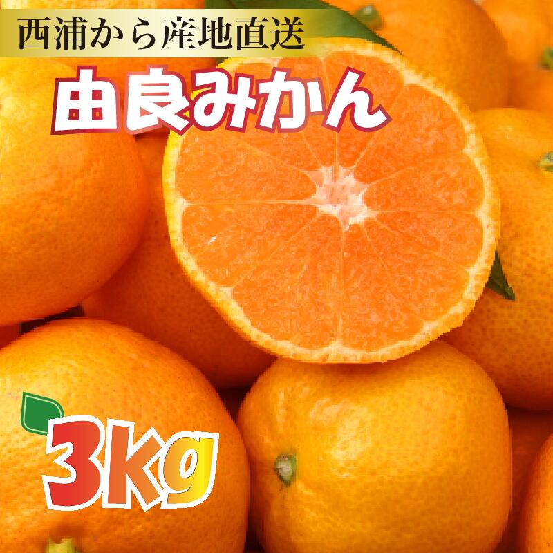 【ふるさと納税】 産地直送 由良みかん 約3kg 【予約受付】みかん 由良みかん 【 沼津 西浦 で たくさん の太陽と海風に育まれました みかん をお届け 】 数量限定 柑橘 フルーツ 西浦 沼津 蜜柑