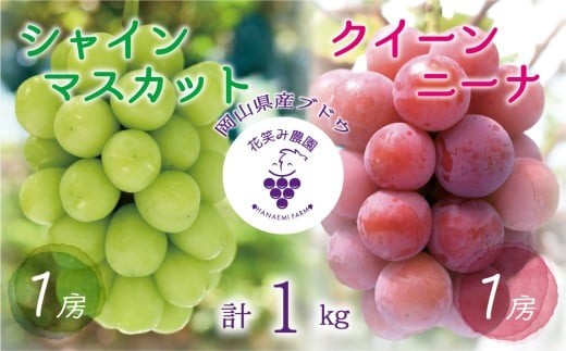 ぶどう【2026年先行予約】＜除草剤不使用＞ぶどう 食べ比べ 2種セット 1kg 2房 シャインマスカット クイーンニーナ ぶどう 葡萄 マスカット 果物 くだもの フルーツ 産地直送 農家直送 詰合