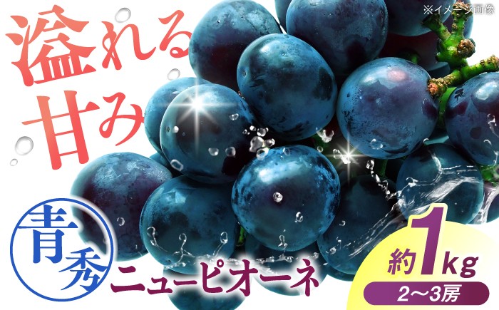 
                  【先行予約】 ニューピオーネ 青秀（約1kg／2から3房／露地栽培）＜9月上旬頃から順次発送＞ ブドウ 葡萄 budou  マスマット ますかっと 2026年発送 大粒 種なし フルーツ 果物 くだもの 産地直送 お取り寄せ 送料無料 農家直送 新鮮 ギフト 三次市 / 西田ぶどう園 [APCM023]
                