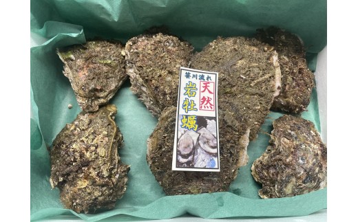 【期間限定】新鮮！笹川流れ『天然岩牡蠣』 Mサイズ 約1kgセット（1個 約140g×7個） 1043002