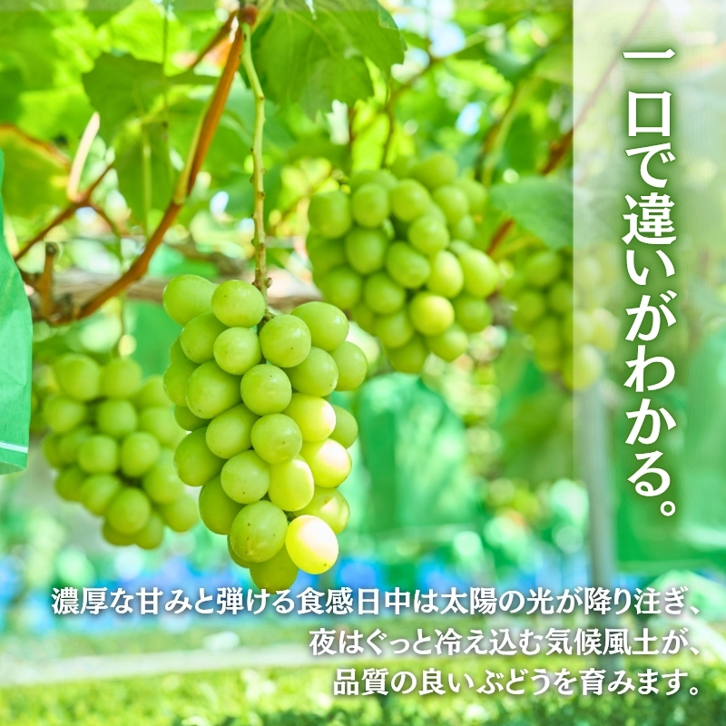 ＜2026年発送分　先行予約受付中！！＞ 厳選朝採りシャインマスカット 約600g 1房 ｜ 樹上完熟 産地直送 厳選 朝採りフルーツ ぶどう 果物 大粒 高級 ブドウ 葡萄 ギフト 大阪 河内長野 