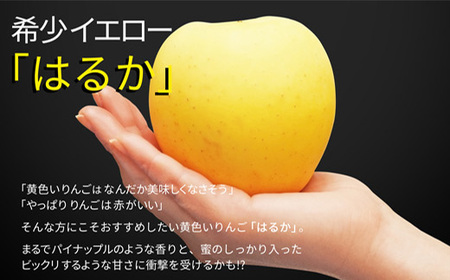 山形県産 りんご はるか 秀品 1kg FSY-0877