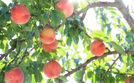 《2026年先行予約》山形県産 大人気! 夏の収穫 白桃 約5kg(11~20玉) 桃 もも フルーツ くだもの 山形県 中山町 F4A-0425