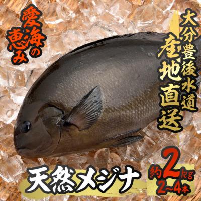 ふるさと納税 佐伯市 天然 メジナ (約2kg・計2-4枚)