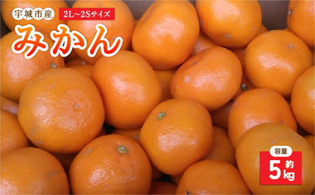先行予約 みかん 5kg 2L～2Sサイズ 2026年10月下旬～2027年1月下旬発送予定