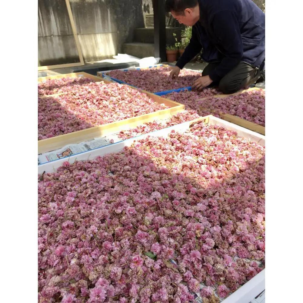 兼六園菊桜　手描加賀友禅染　反物　【濃い桜色】