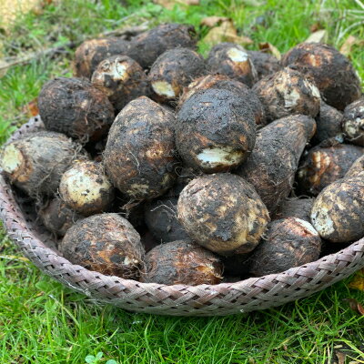【ふるさと納税】日本三大芋煮の里、津和野の大地で育てた泥付き里芋850g×2袋【1235627】