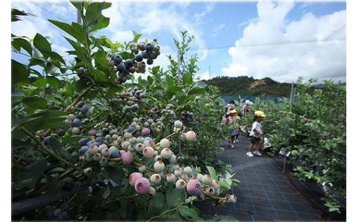 生果ブルーベリー 3㎏ 大粒 フルーツ 果物 くだもの スムージー ジャム 朝食 デザート 特産品 人気 国産 旬 金山パイロットファーム 三重県 熊野市【knpr0008A】