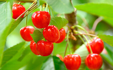 【令和6年産先行予約】 さくらんぼ 「佐藤錦」 約700g (秀 L以上) バラ詰め 《令和6年6月上旬～発送》 『生産者おまかせ』 サクランボ 果物 フルーツ 産地直送 生産農家直送 山形県 南陽市