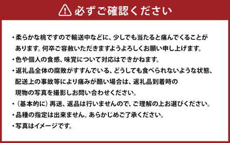 【ご家庭用】 岡山白桃 晩生 4～5玉 計約1.2kg 【2025年8月下旬発送予定】 ／ 白桃 桃 もも モモ
