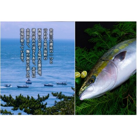 【期間限定・申込は12月14日まで】すだち鰤 一本 約5.0kg 徳島県産 ぶり ブリ ブランド鰤 鳴門 刺身 魚 真空パック すだちブリ ぶり 魚 鰤 ブリ_イメージ3