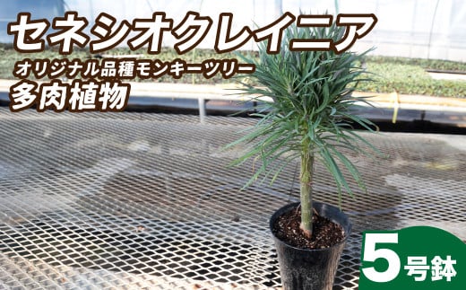 観葉植物 5号鉢 セネシオクレイニア（モンキーツリー）｜ 植物 観葉植物 多肉植物 モンキーツリー 鑑賞用 緑 自然 インテリア リビング 室内 幸せ 丈夫 プレゼント お祝い 引っ越し祝い 新築祝い ハッピー グリーンギフト 茨城県 常陸太田市