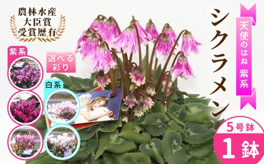 
                  《予約品》選べる白系／紫系 希少 【天使のはね】 シクラメン ５号鉢  農林水産大臣賞受賞歴あり 花 白 紫 プレゼント 贈り物 鉢花 鉢 ガーデン ガーデニング 愛知県産 クリスマス 高品質 高評価 珍しい 花 植物 冬の花 -223
                