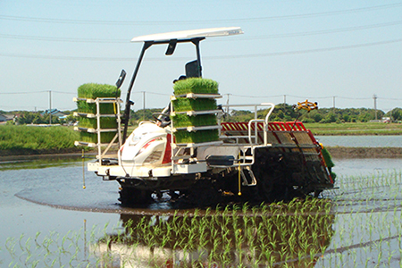令和7年 富津産「ゆうだい21」10kg（精米）