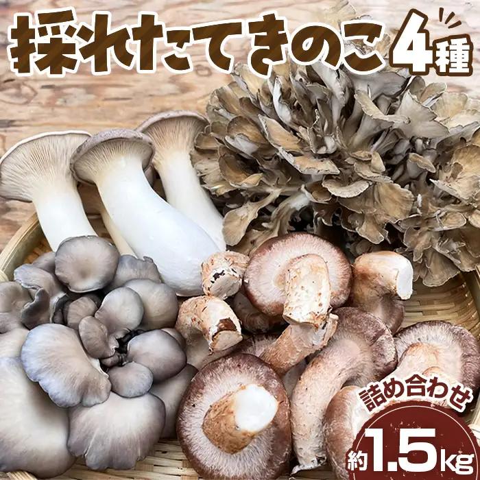採れたてきのこ4種詰め合わせセット　約1.5kg ／ キノコ 茸 新鮮 もぎたて 産地直送 農薬不使用 中華料理 天ぷら 鍋物 BBQ 菌床しいたけ エリンギ まいたけ ひらたけ 山口県 特産品 No.208