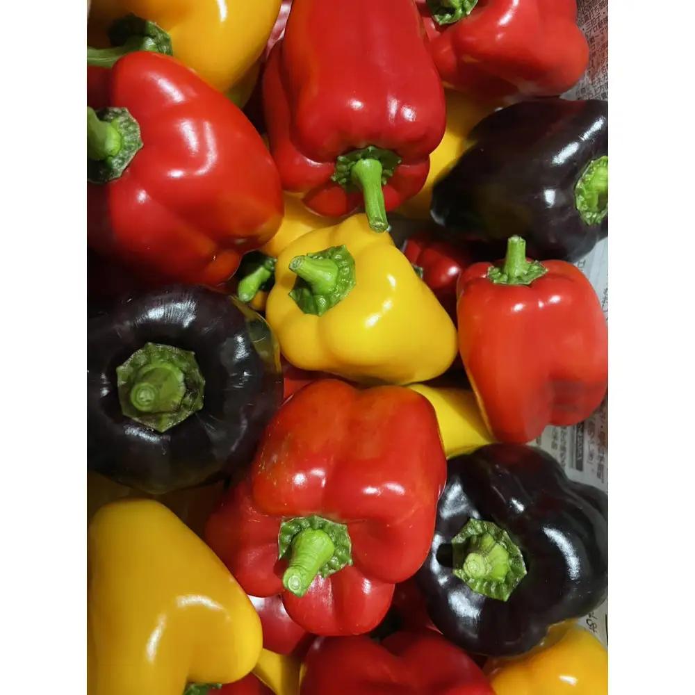 復興支援】奥能登産パプリカ（赤）２kg 詰合せ（サイズいろいろ） | 奥能登産 パプリカ 産地直送 農園から直送 大きさいろいろ 期間限定