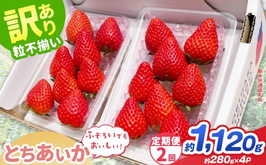 【先行予約】【定期2回】訳あり とちあいか 約 280g × 4P ｜【栃木県共通返礼品】いちご イチゴ 苺 訳あり 不揃い 粒 ハート 栃木県 那珂川町 送料無料