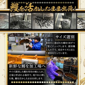 無投薬 鹿児島県産 うなぎ 蒲焼 セット ＜定番＞(計240g以上・ 約120g×2尾) タレ・山椒付き【西日本養鰻】A730