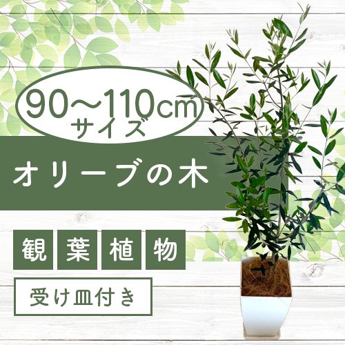 【ふるさと納税】オリーブの木(90〜110cm)インテリアグリーン 受け皿付き※北海道・沖縄・離島配送不可※ オリーブ 観葉植物 シンボルツリー 育てやすい 鉢付 鉢植え 屋外 室内 玄関 リビング おしゃれ プレゼント ギフト【GreenBase】