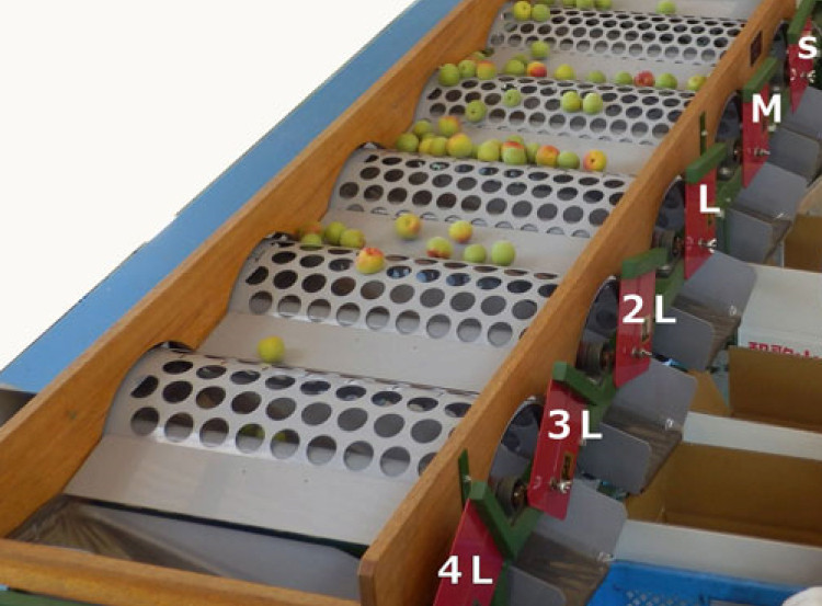 【梅干・梅酒用】（4Lまたは3L－2Kg）熟南高梅＜2026年6月上旬～7月上旬頃発送予定＞フルーツ 果物 くだもの 食品 人気 おすすめ 送料無料【ART10】【art006B】