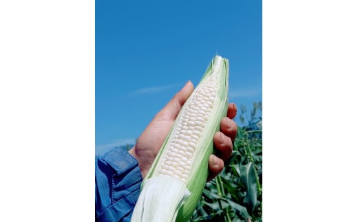 【先行予約！】白い贅沢　ピュアホワイト　食べ切り２本  　　　　　　　（とうもろこし 人気 糖度 野菜 白いとうもろこし 白いスイートコーン 産地直送  旬）  004-23-1