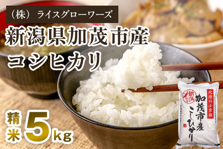 【令和8年産新米先行予約】新潟県 加茂市産コシヒカリ 精米5kg《10月上旬～順次出荷》 （株）ライスグローワーズ