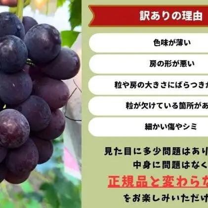 訳あり ニューピオーネ 2～3房 合計1.4kg以上 岡山県産 ピオーネ