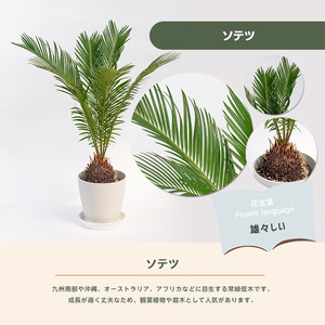 【観葉植物】ソテツ 40cm～60cm (Green Base/IB003-049) 南国鹿児島県で育った 観葉植物