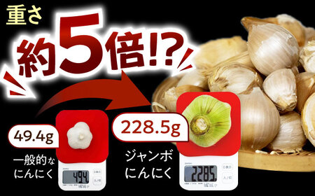 佐々町産ジャンボニンニク1kg[QAT021]