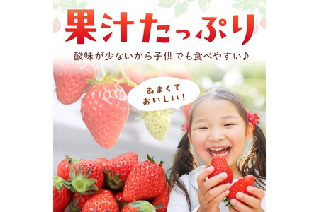 【先行予約／数量限定100】【特選】京都・まつみやファームの大粒いちご（あきひめイチゴ）15～20粒（2025年2月上旬～発送）
