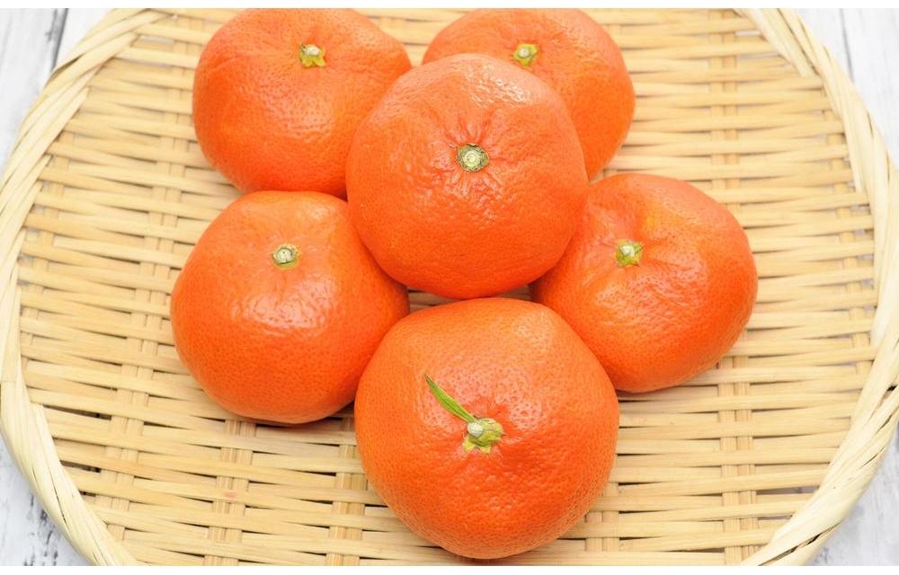 小原紅早生 ハウスみかん 約2kg ( 18～30玉 )｜みかん